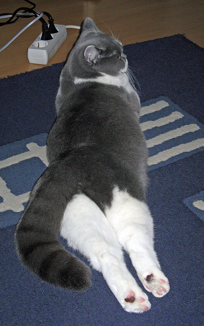 “马科斯·莫奇：阿根廷美洲狮队的防守铁闸，未来光明”