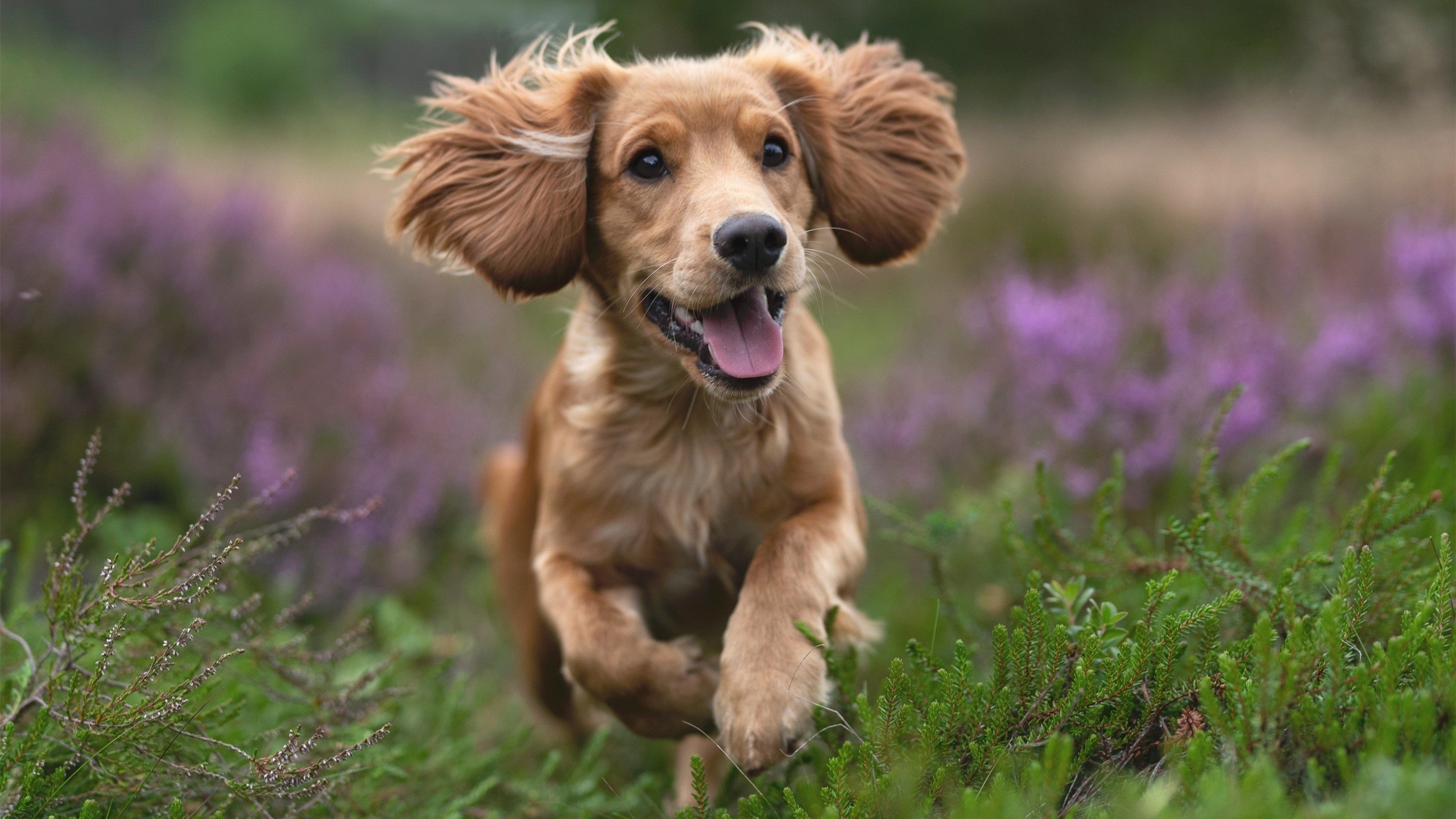 开云体育官方入口-中国男篮强调训练强度控制伤病风险，中国男篮面临一个可怕的对手