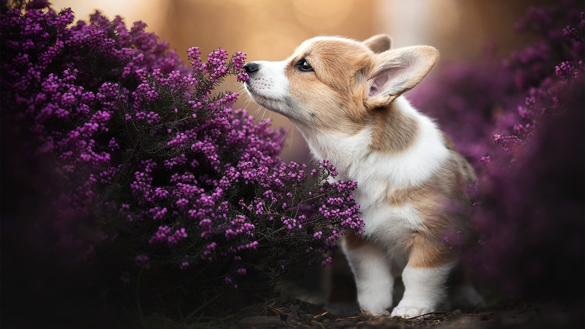 冬奥科研成果转化推动全民健身发展，推进冬奥会