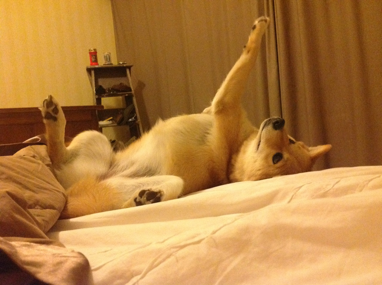 国家队备战计划执行不到位,战备计划通常每年组织修订几次