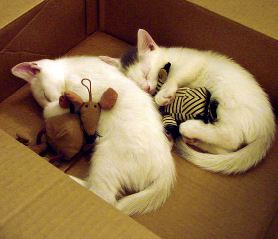 体育新闻中心赛后情绪释放,体育比赛新闻报道范文